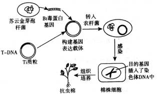 基因工程与细胞工程 现代生物技术的双翼，细胞培养与单克隆抗体的核心应用
