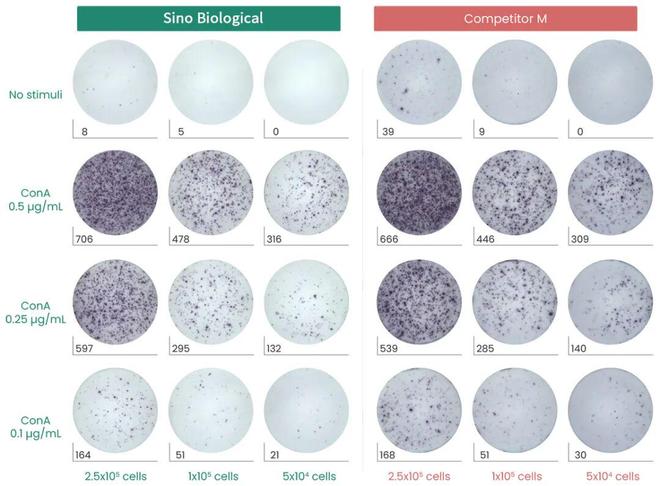 百万里挑一 ELISpot技术在全球首创低免疫原性CAR-T细胞疗法研发中的关键应用