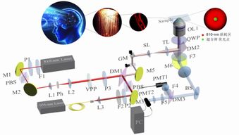 突破光学极限 詹求强副教授课题组在Nature子刊发表细胞超分辨成像重要研究成果